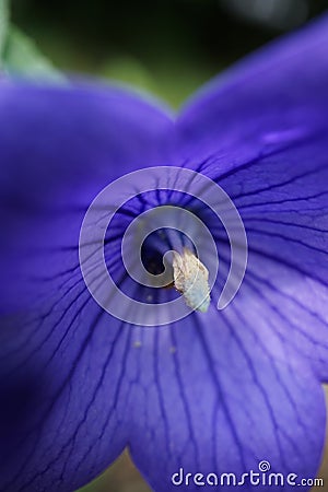 Blue Petunia in macro with focus on the pollen Stock Photo