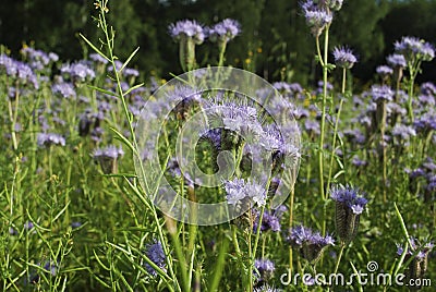 Blue phacelia Phacelia tanacetifolia Benth bloom. Stock Photo