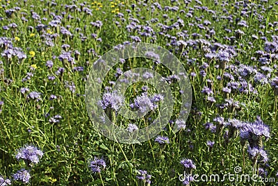 Blue phacelia Phacelia tanacetifolia Benth bloom. Stock Photo