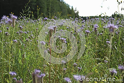 Blue phacelia Phacelia tanacetifolia Benth bloom. Stock Photo