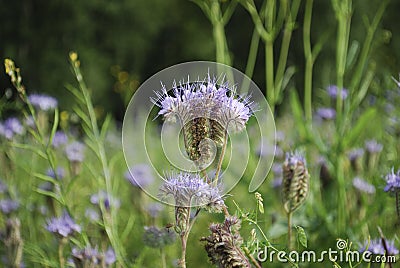 Blue phacelia Phacelia tanacetifolia Benth bloom. Stock Photo