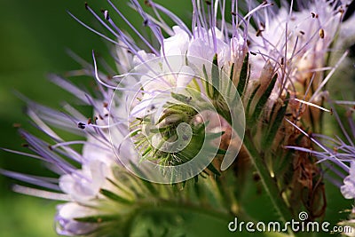 Blue phacelia, a plant grown for feed for farm animals. Stock Photo