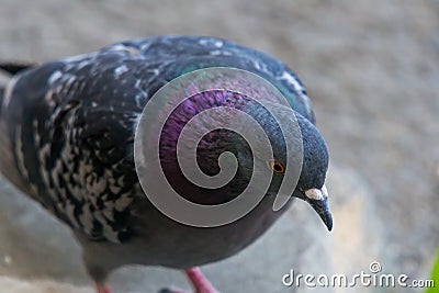 Blue pigeon looking for food Stock Photo