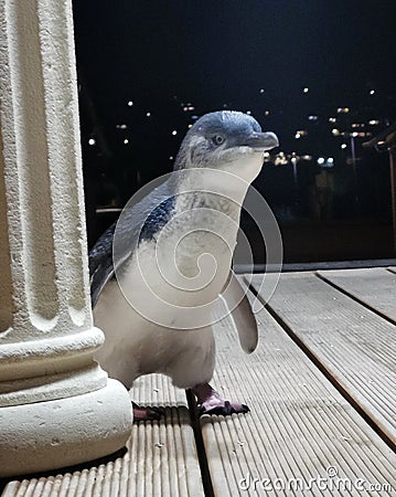 Blue pinguin looking curious around stone column of a building Stock Photo