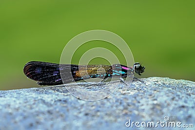 Blue Pink Damselfy/Dragon Fly/Zygoptera sitting on the river rock/stone Stock Photo