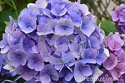 Blue, blue, pink flowers hydrangea in the old garden. Stock Photo