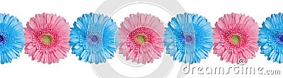 Blue and pink gerbera flowers border on white background isolated close up, gerber flower seamless pattern, decorative frame line Stock Photo