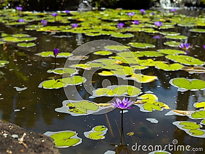 Blue and pink lotus flower Stock Photo