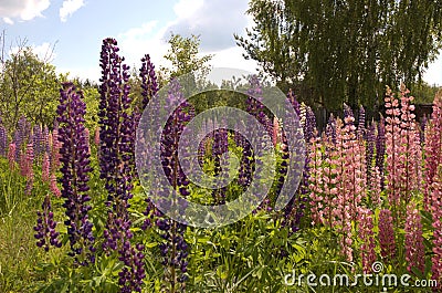 Blue and pink lupins Stock Photo