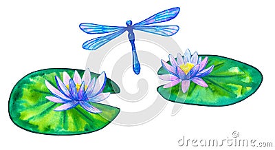 Blue pink water lilies on green leaves. Hand drawn watercolor illustration. Isolated on white background Stock Photo