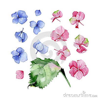 Blue and pink watercolor hydrangea floral design set. Cartoon Illustration