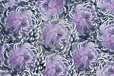 Flowers chrysanthemum Blue-pink-white flowers chrysanthemum. Close-up; floral collage. Motley flowers composition Stock Photo