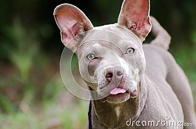 Blue Pit Bull with Perky Ears Stock Photo