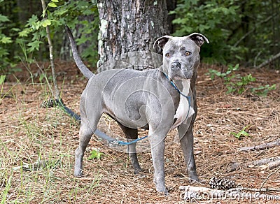 Blue Pitbull Terrier dog named sky outside on leash for waltonpets dog rescue pet adoption photo blog Stock Photo