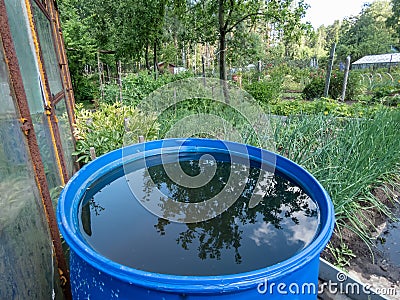 Blue, plastic water barrel reused for collecting and storing rainwater for watering plants in the garden Stock Photo