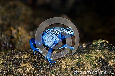 Blue poison dart frog Stock Photo