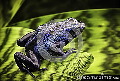 Blue poison dart frog Stock Photo