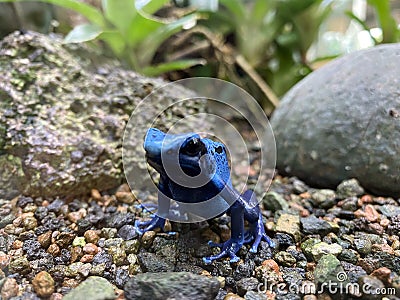 Blue poison dart frog Dendrobates tinctorius azureus, Blue poison arrow frog, Der Blaue Baumsteiger, Azurblauer Baumsteiger Stock Photo