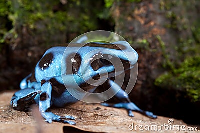 Blue poison dart frog poisonous animal Stock Photo