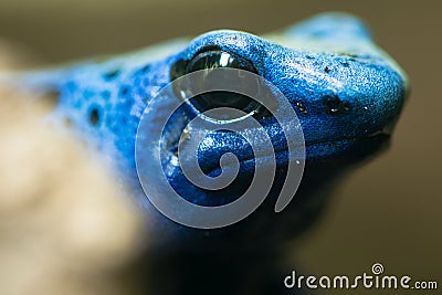 Blue poison dart frog (Dendrobates tinctorius azureus). Stock Photo