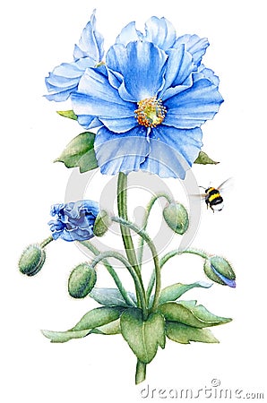 Blue poppy Cartoon Illustration