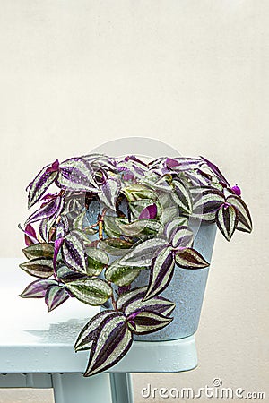 Blue pot with tradescantia zebrina of hanging green and violet leaves on the edge of a pale blue table Stock Photo