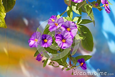 Blue potato bush Lycianthes rantonnetii Stock Photo