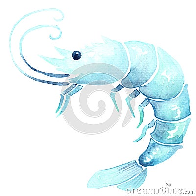 Blue prawn shrimp watercolor illustration for decoration. Cartoon Illustration