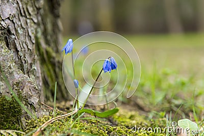 Blue primroses on the lawn, flowers Stock Photo