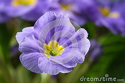 Blue primula. Primrose flower Stock Photo