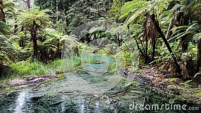 Blue pure waters in the Redwoods. Whakarewarewa. Rotorua. New Zealand Stock Photo