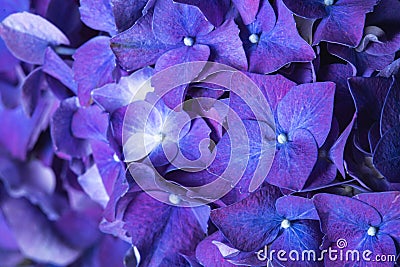 Blue purple beautiful flowers hydrangea delphinium in bloom bouquet closeup still Stock Photo