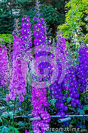 Blue Purple Delphinium Larkspur Van Dusen Garden Vancouver British Columbia Canada Stock Photo