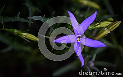 Blue purple flower with five petals , ornamental flower. Stock Photo