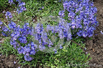 Blue and purple flowers of prostrate speedwell Stock Photo