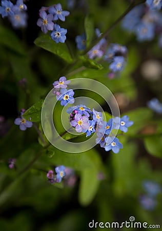 Blue and purple forget-me-nots Stock Photo