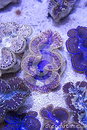Blue purple Gold Giant Clams Stock Photo