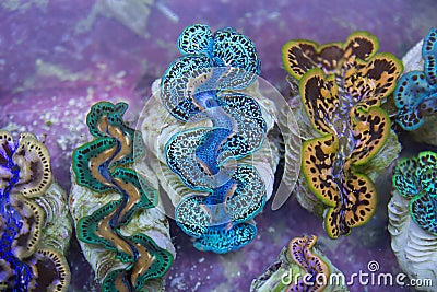 Blue purple Green Gold Giant Clams Stock Photo