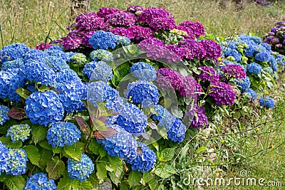 Blue and purple hortensia or hydrangea macrophylla shrubs hedge Stock Photo