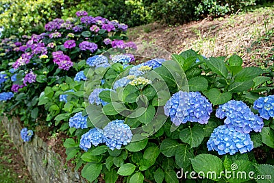 Blue and purple hortensia or hydrangea macrophylla shrubs hedge in the shady garden Stock Photo
