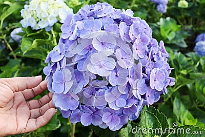 Blue or purple hydrangeas are blooming Stock Photo