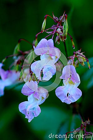 Blue purple soft flower morning drips Stock Photo