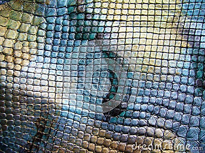 Blue python skin snake. Stock Photo