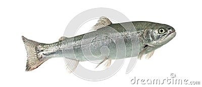 Blue rainbow trout swimming, isolated Stock Photo