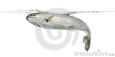 Blue rainbow trout swimming under water line Stock Photo