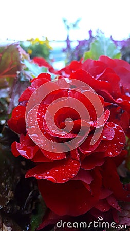 Raindrops on a red rose. Stock Photo