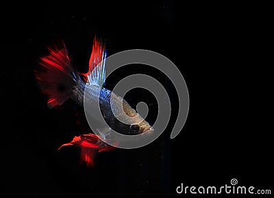 Blue and Red Beta fish, at Black background Stock Photo