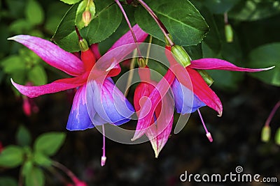 Blue Red Hardy Fuchsia Blooming Stock Photo