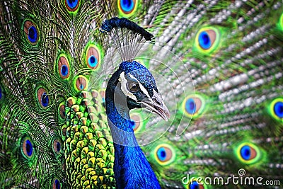 Blue Ribbon Peacock Portrait Stock Photo