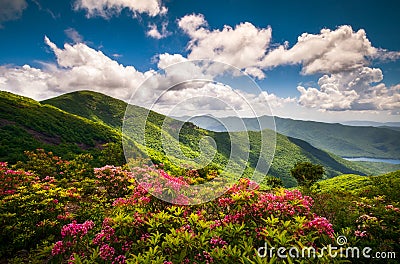 Blue Ridge Parkway North Carolina Scenic Summer Flowers Mountain Landscape Photography Stock Photo